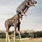 Как до жирафа…